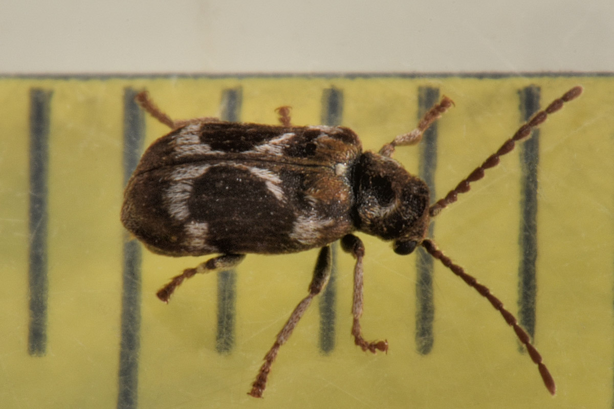 Anobiidae: Ptinomorphus regalis